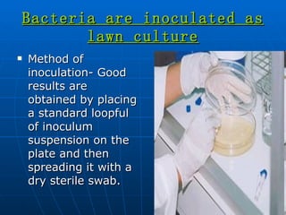 Bacteria are inoculated as lawn culture Method of inoculation- Good results are obtained by placing a standard loopful of inoculum suspension on the plate and then spreading it with a dry sterile swab. 