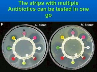 The strips with multiple Antibiotics can be tested in one go 