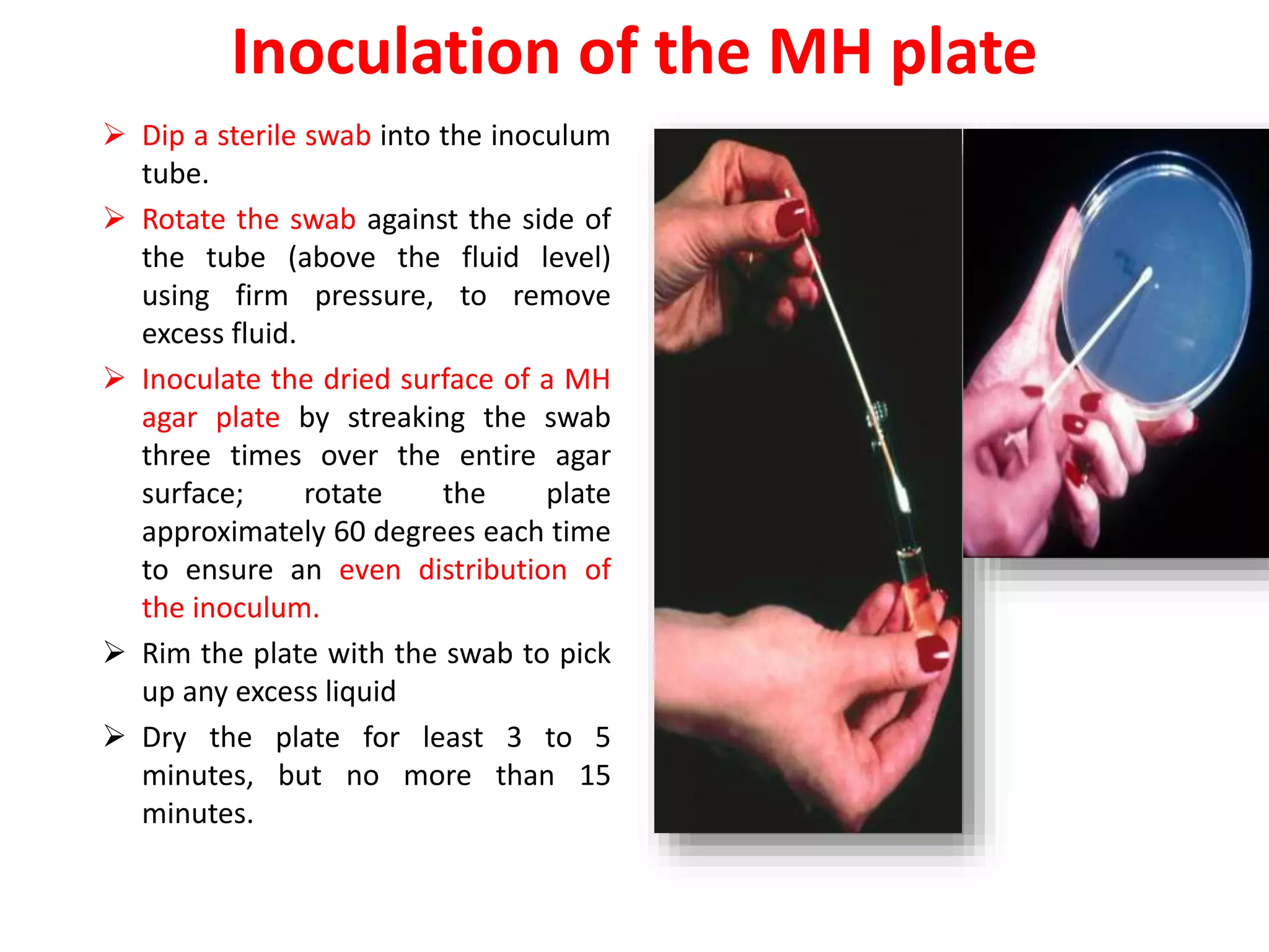 Inoculation of the MH plate
 Dip a sterile swab into the inoculum
tube.
 Rotate the swab against the side of
the tube (above the fluid level)
using firm pressure, to remove
excess fluid.
 Inoculate the dried surface of a MH
agar plate by streaking the swab
three times over the entire agar
surface; rotate the plate
approximately 60 degrees each time
to ensure an even distribution of
the inoculum.
 Rim the plate with the swab to pick
up any excess liquid
 Dry the plate for least 3 to 5
minutes, but no more than 15
minutes.
 
