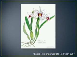 "Laelia Purpurata Oculata Pedreira" 2007
 