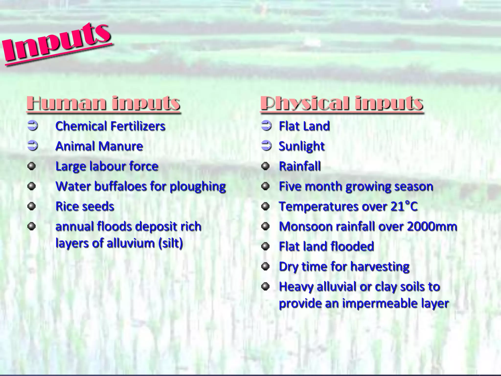 The Astonishing Productivity Of Intensive Wet Rice Cultivation - 7wwh682
