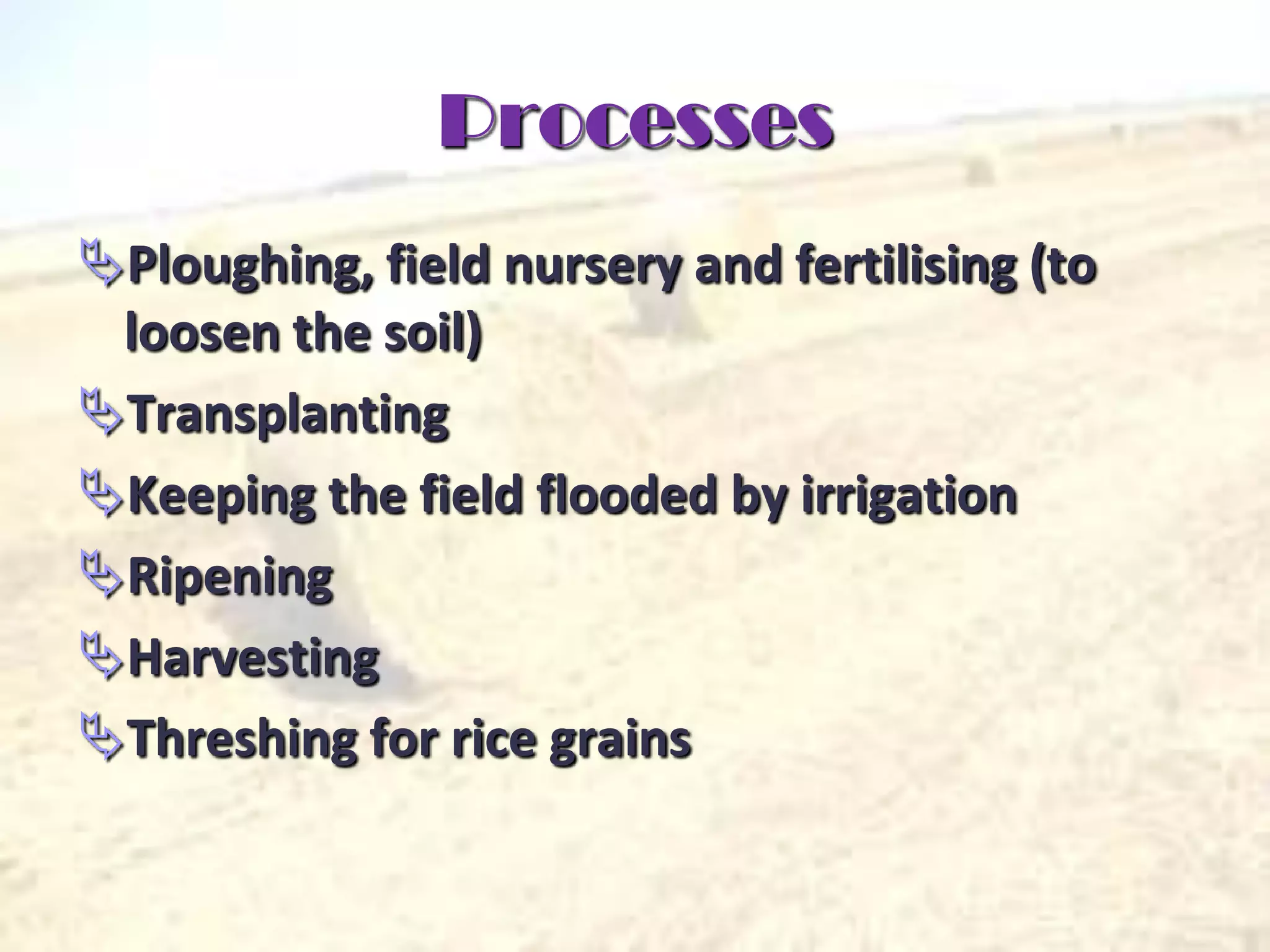 The Astonishing Productivity Of Intensive Wet Rice Cultivation - 9m4rx9t