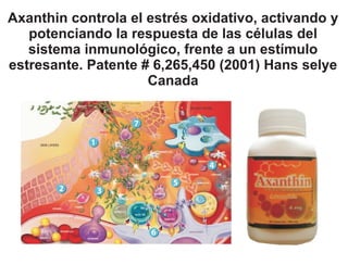 Axanthin controla el estrés oxidativo, activando y
   potenciando la respuesta de las células del
   sistema inmunológico, frente a un estímulo
estresante. Patente # 6,265,450 (2001) Hans selye
                     Canada
 