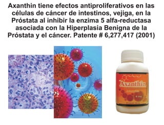 Axanthin tiene efectos antiproliferativos en las
 células de cáncer de intestinos, vejiga, en la
 Próstata al inhibir la enzima 5 alfa-reductasa
  asociada con la Hiperplasia Benigna de la
Próstata y el cáncer. Patente # 6,277,417 (2001)
 