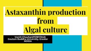 Astaxanthin production
from
Algal culture
- Varnit Chauhan(17/IBT/042)
Gautam Buddha University, Greater
NOIDA
 