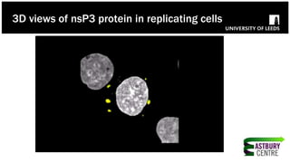3D views of nsP3 protein in replicating cells
 