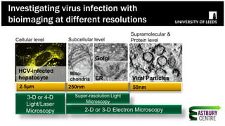 2.5µm 250nm 50nm
Cellular level Subcellular level
Supramolecular &
Protein level
HCV-infected
hepatocyte
Mito-
chondria ER
Golgi
3-D or 4-D
Light/Laser
Microscopy 2-D or 3-D Electron Microscopy
Super-resolution Light
Microscopy
Viral Particles
Investigating virus infection with
bioimaging at different resolutions
 