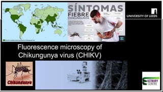 Fluorescence microscopy of
Chikungunya virus (CHIKV)
replication
 