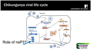 Chikungunya viral life cycle
Role of nsP3?
 