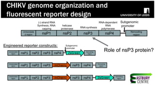 CHIKV genome organization and
fluorescent reporter design
Untranslate
d region nsP1 nsP2 nsP3 nsP4
Noncoding
region
Subgenomic
promoter
(-) strand RNA
Synthesis, RNA
capping
helicase
proteinase
RNA-dependent
RNA
polymeraseRNA synthesis
Engineered reporter constructs: Subgenomic
promoter
Role of nsP3 protein?
 