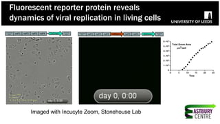 Fluorescent reporter protein reveals
dynamics of viral replication in living cells
Imaged with Incucyte Zoom, Stonehouse Lab
 