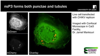 ZsGreen
mCherry Overlay
Live cell transfected
with CHIKV replicon
Imaged with Confocal
Microscope in Cat3
Facility,
Dr. Jamel Mankouri
nsP3 forms both punctae and tubules
 