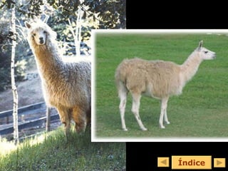 Índice 