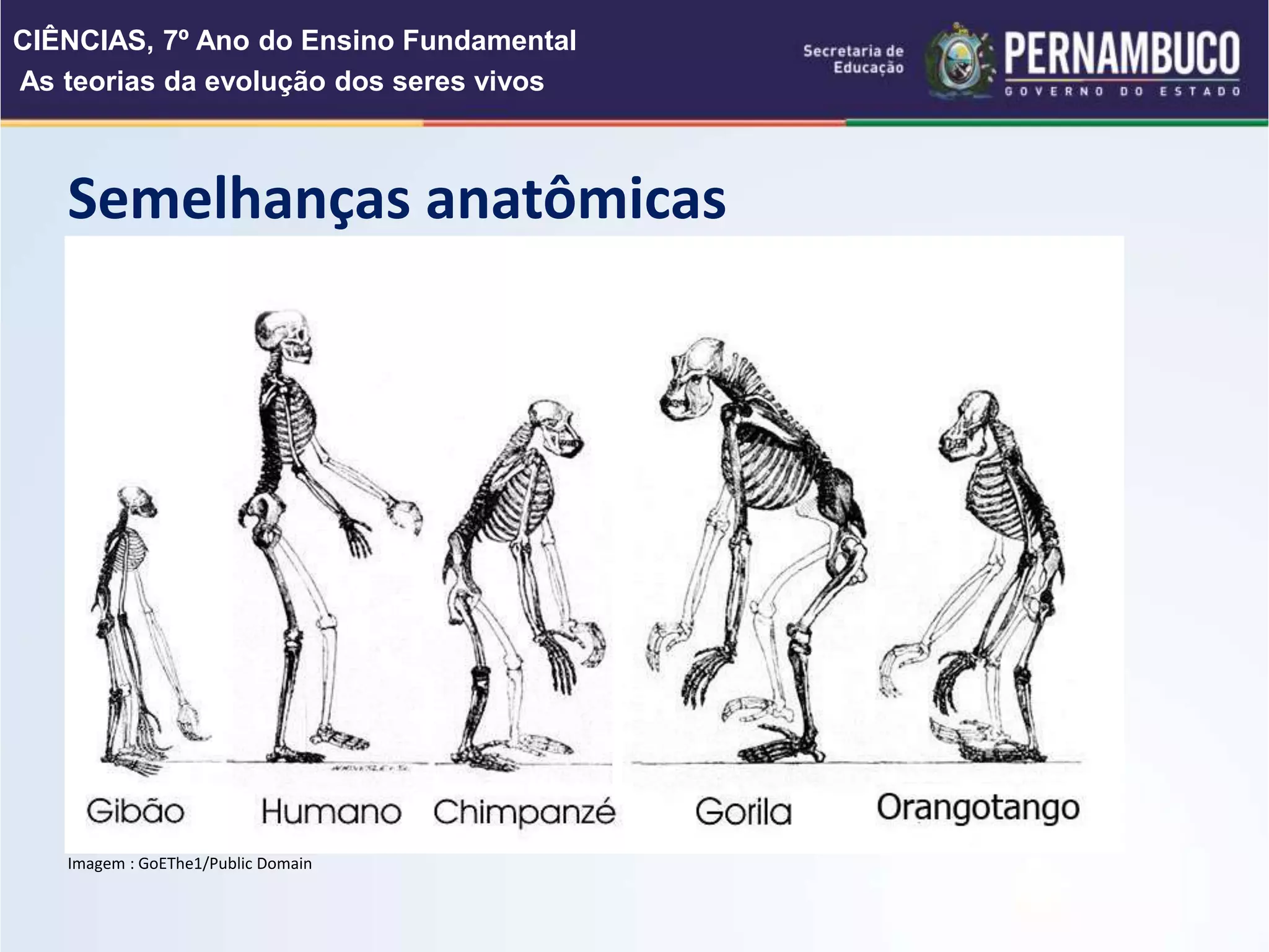 As teorias da evolução dos seres vivos (1).pptx