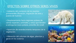 EFECTOS SOBRE OTROS SERES VIVOS
• Adelanto del comienzo de los eventos
primaverales (floración, migración de aves y
puesta de huevos).
• Desplazamiento hacia regiones polares de
ciertas especies y animales, y otras que tienden
a extinguirse (osos polares, arrecifes de coral)
• Aparición de reverdecimiento temprano de la
vegetación.
• Alteración del volumen de algas, plancton y
peces en los océanos