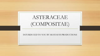 ASTERACEAE
(COMPOSITAE)
INTURDUCED TO YOU BY MUSTAFA’S PRODUCTIONS
 