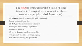 The corolla is sympetalous with 5 [rarely 4] lobes
(reduced to 3 marginal teeth in some), of three
structural types (also called flower types):
(1) bilabiate, corolla zygomorphic with a short tube
having upper and lower lips
(2) disk, corolla actinomorphic with short
to elongate tube bearing 5 [4] teethlike
or elongate lobes; or
(3) ray or ligulate, corolla zygomorphic
with generally short tube having elongate,
flat, extension bearing 3 5 apical teeth.
 