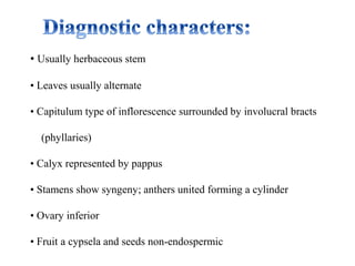 • Usually herbaceous stem
• Leaves usually alternate
• Capitulum type of inflorescence surrounded by involucral bracts
(phyllaries)
• Calyx represented by pappus
• Stamens show syngeny; anthers united forming a cylinder
• Ovary inferior
• Fruit a cypsela and seeds non-endospermic
 