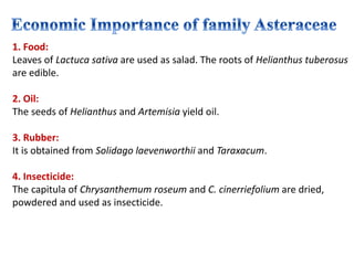 1. Food:
Leaves of Lactuca sativa are used as salad. The roots of Helianthus tuberosus
are edible.
2. Oil:
The seeds of Helianthus and Artemisia yield oil.
3. Rubber:
It is obtained from Solidago laevenworthii and Taraxacum.
4. Insecticide:
The capitula of Chrysanthemum roseum and C. cinerriefolium are dried,
powdered and used as insecticide.
 