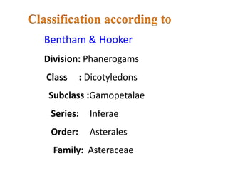 Bentham & Hooker
Division: Phanerogams
Class : Dicotyledons
Subclass :Gamopetalae
Series: Inferae
Order: Asterales
Family: Asteraceae
 