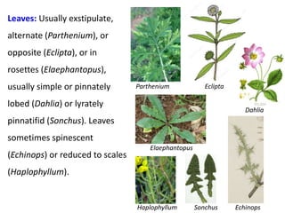 Leaves: Usually exstipulate,
alternate (Parthenium), or
opposite (Eclipta), or in
rosettes (Elaephantopus),
usually simple or pinnately
lobed (Dahlia) or lyrately
pinnatifid (Sonchus). Leaves
sometimes spinescent
(Echinops) or reduced to scales
(Haplophyllum).
Parthenium Eclipta
Elaephantopus
Dahlia
Sonchus EchinopsHaplophyllum
 