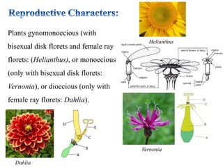 Plants gynomonoecious (with
bisexual disk florets and female ray
florets: (Helianthus), or monoecious
(only with bisexual disk florets:
Vernonia), or dioecious (only with
female ray florets: Dahlia).
Helianthus
Vernonia
Dahlia
 