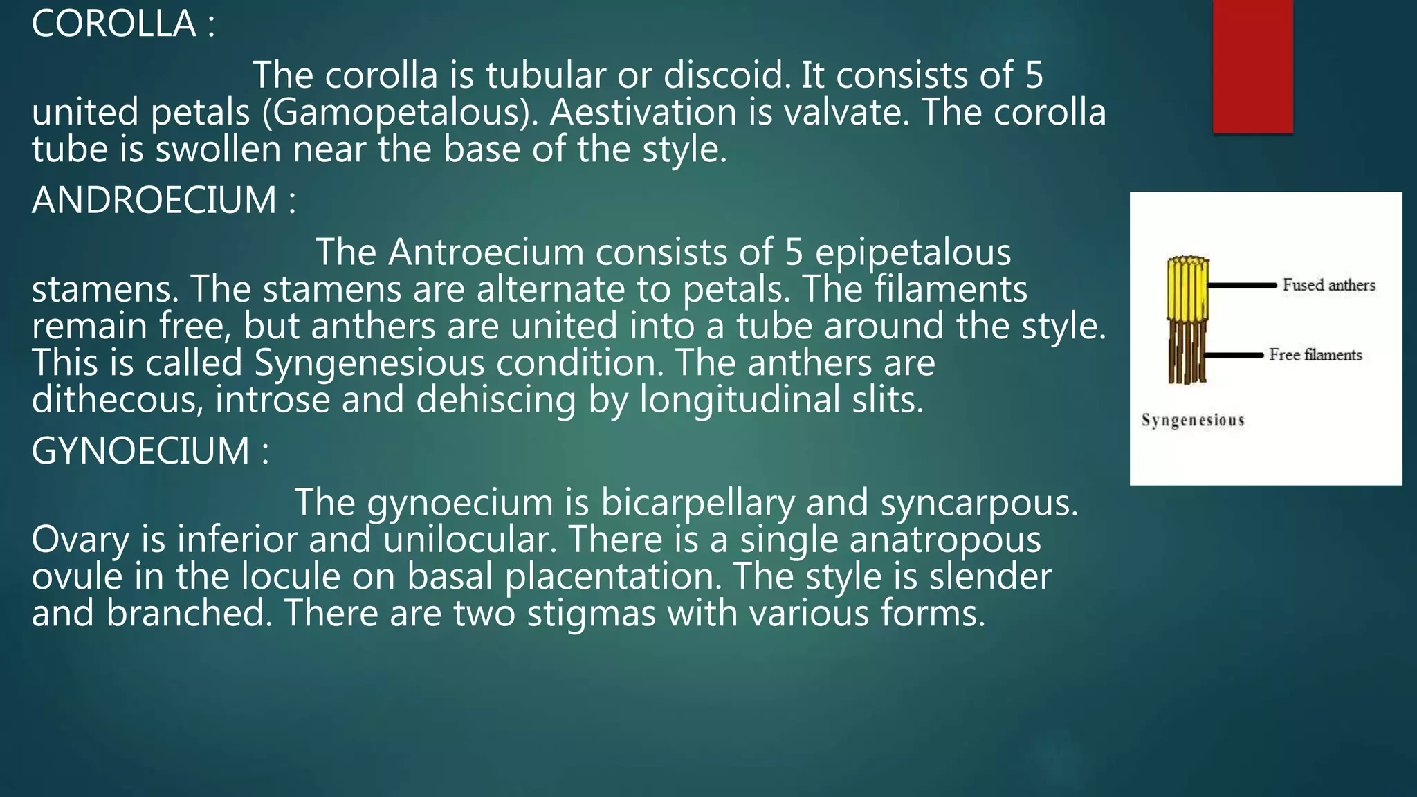 COROLLA :
The corolla is tubular or discoid. It consists of 5
united petals (Gamopetalous). Aestivation is valvate. The corolla
tube is swollen near the base of the style.
ANDROECIUM :
The Antroecium consists of 5 epipetalous
stamens. The stamens are alternate to petals. The filaments
remain free, but anthers are united into a tube around the style.
This is called Syngenesious condition. The anthers are
dithecous, introse and dehiscing by longitudinal slits.
GYNOECIUM :
The gynoecium is bicarpellary and syncarpous.
Ovary is inferior and unilocular. There is a single anatropous
ovule in the locule on basal placentation. The style is slender
and branched. There are two stigmas with various forms.
 