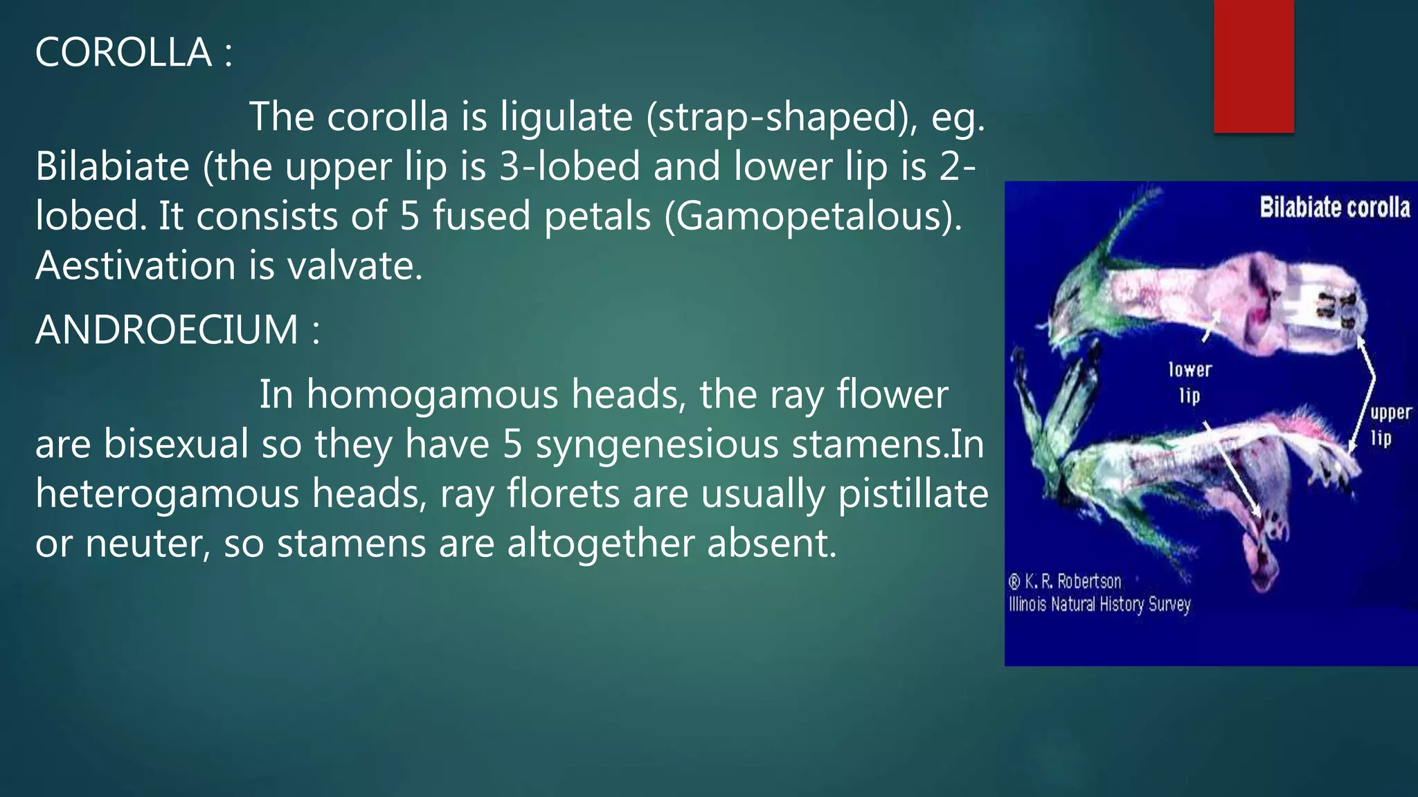 COROLLA :
The corolla is ligulate (strap-shaped), eg.
Bilabiate (the upper lip is 3-lobed and lower lip is 2-
lobed. It consists of 5 fused petals (Gamopetalous).
Aestivation is valvate.
ANDROECIUM :
In homogamous heads, the ray flower
are bisexual so they have 5 syngenesious stamens.In
heterogamous heads, ray florets are usually pistillate
or neuter, so stamens are altogether absent.
 
