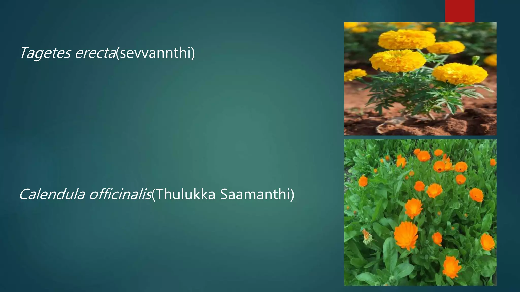 Tagetes erecta(sevvannthi)
Calendula officinalis(Thulukka Saamanthi)
 
