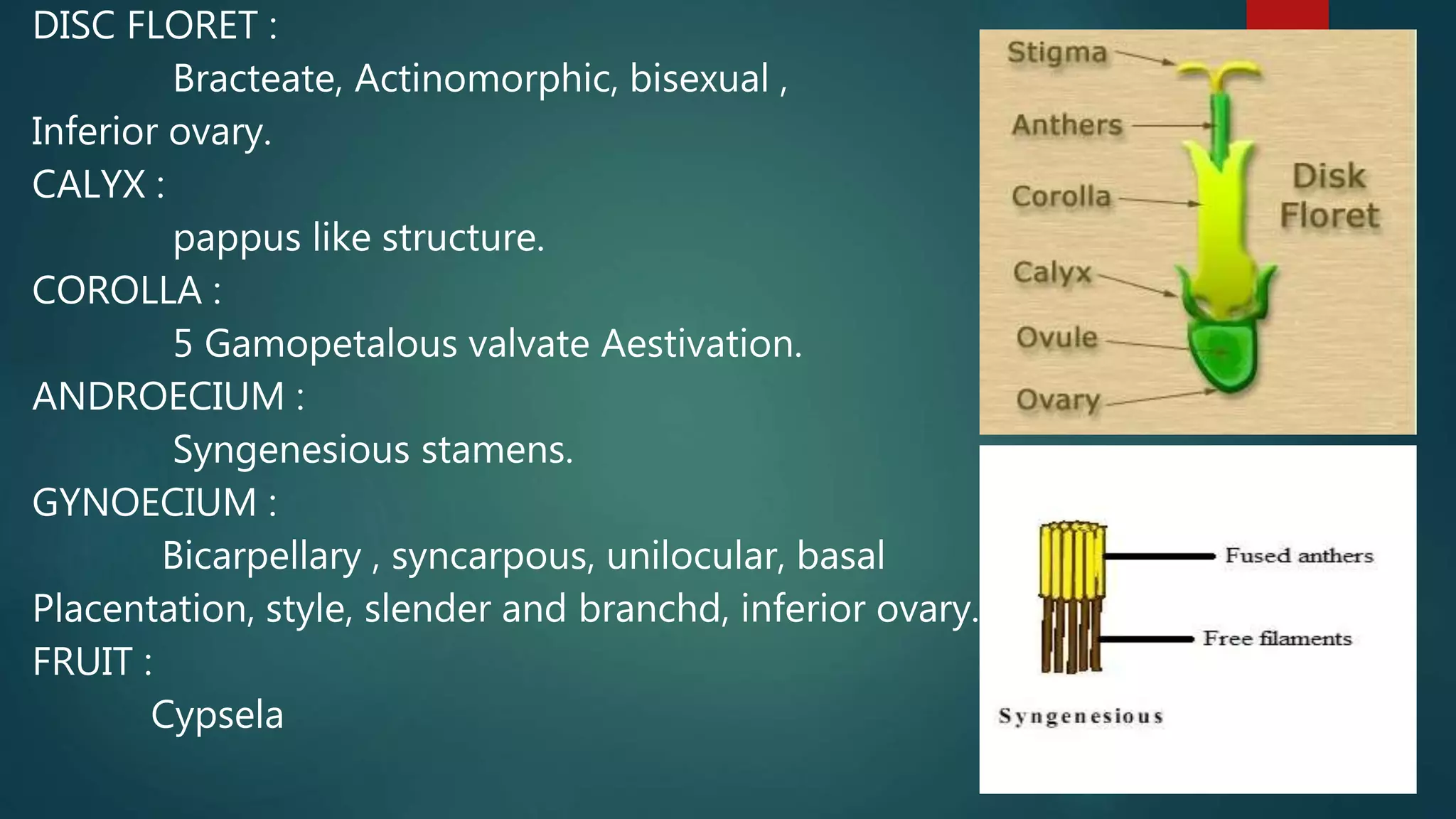 DISC FLORET :
Bracteate, Actinomorphic, bisexual ,
Inferior ovary.
CALYX :
pappus like structure.
COROLLA :
5 Gamopetalous valvate Aestivation.
ANDROECIUM :
Syngenesious stamens.
GYNOECIUM :
Bicarpellary , syncarpous, unilocular, basal
Placentation, style, slender and branchd, inferior ovary.
FRUIT :
Cypsela
 