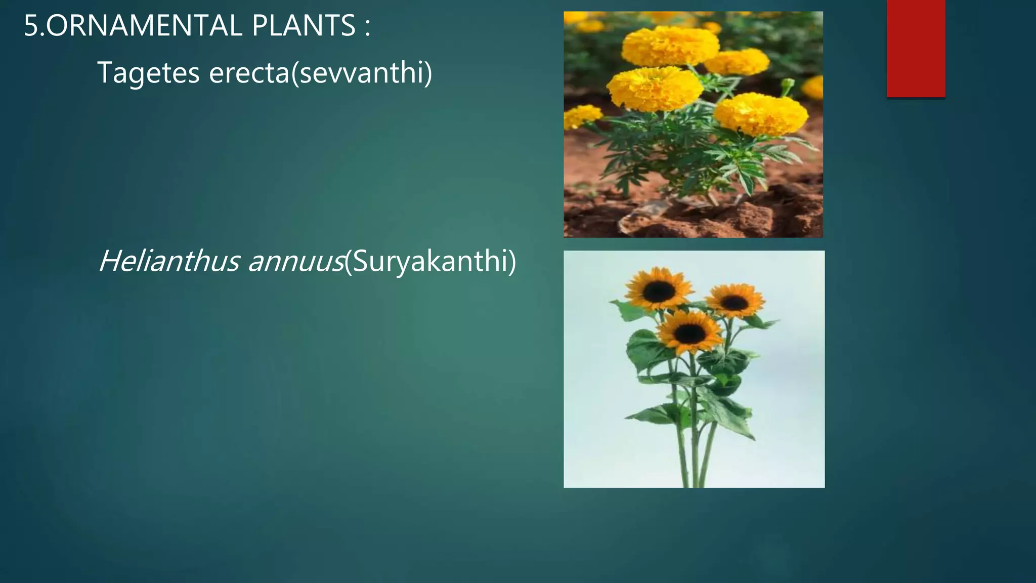 5.ORNAMENTAL PLANTS :
Tagetes erecta(sevvanthi)
Helianthus annuus(Suryakanthi)
 