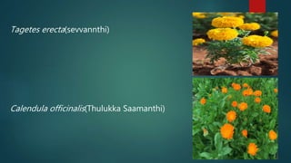 Tagetes erecta(sevvannthi)
Calendula officinalis(Thulukka Saamanthi)
 