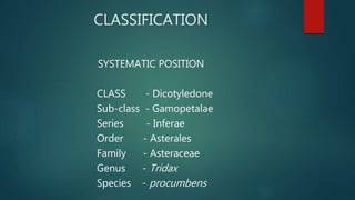 CLASSIFICATION
SYSTEMATIC POSITION
CLASS - Dicotyledone
Sub-class - Gamopetalae
Series - Inferae
Order - Asterales
Family - Asteraceae
Genus - Tridax
Species - procumbens
 