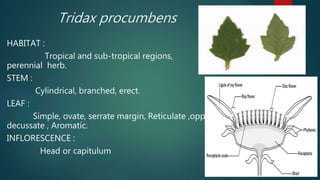 Tridax procumbens
HABITAT :
Tropical and sub-tropical regions,
perennial herb.
STEM :
Cylindrical, branched, erect.
LEAF :
Simple, ovate, serrate margin, Reticulate ,opposite
decussate , Aromatic.
INFLORESCENCE :
Head or capitulum
 