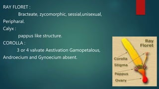 RAY FLORET :
Bracteate, zycomorphic, sessial,unisexual,
Peripharal.
Calyx :
pappus like structure.
COROLLA :
3 or 4 valvate Aestivation Gamopetalous,
Androecium and Gynoecium absent.
 