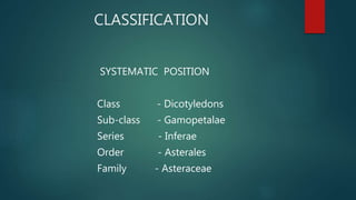 CLASSIFICATION
SYSTEMATIC POSITION
Class - Dicotyledons
Sub-class - Gamopetalae
Series - Inferae
Order - Asterales
Family - Asteraceae
 