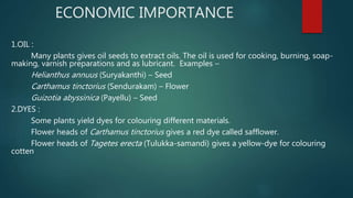 ECONOMIC IMPORTANCE
1.OIL :
Many plants gives oil seeds to extract oils. The oil is used for cooking, burning, soap-
making, varnish preparations and as lubricant. Examples –
Helianthus annuus (Suryakanthi) – Seed
Carthamus tinctorius (Sendurakam) – Flower
Guizotia abyssinica (Payellu) – Seed
2.DYES :
Some plants yield dyes for colouring different materials.
Flower heads of Carthamus tinctorius gives a red dye called safflower.
Flower heads of Tagetes erecta (Tulukka-samandi) gives a yellow-dye for colouring
cotten
 