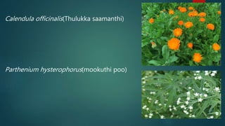 Calendula officinalis(Thulukka saamanthi)
Parthenium hysterophorus(mookuthi poo)
 