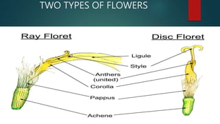 TWO TYPES OF FLOWERS
 