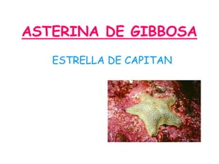 ASTERINA DE GIBBOSA
   ESTRELLA DE CAPITAN