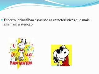  Esperto ,brincalhão essas são as caracteristícas que mais
chamam a atenção
 
