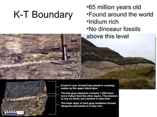 K-T Boundary 65 million years old Found around the world Iridium rich No dinosaur fossils above this level 