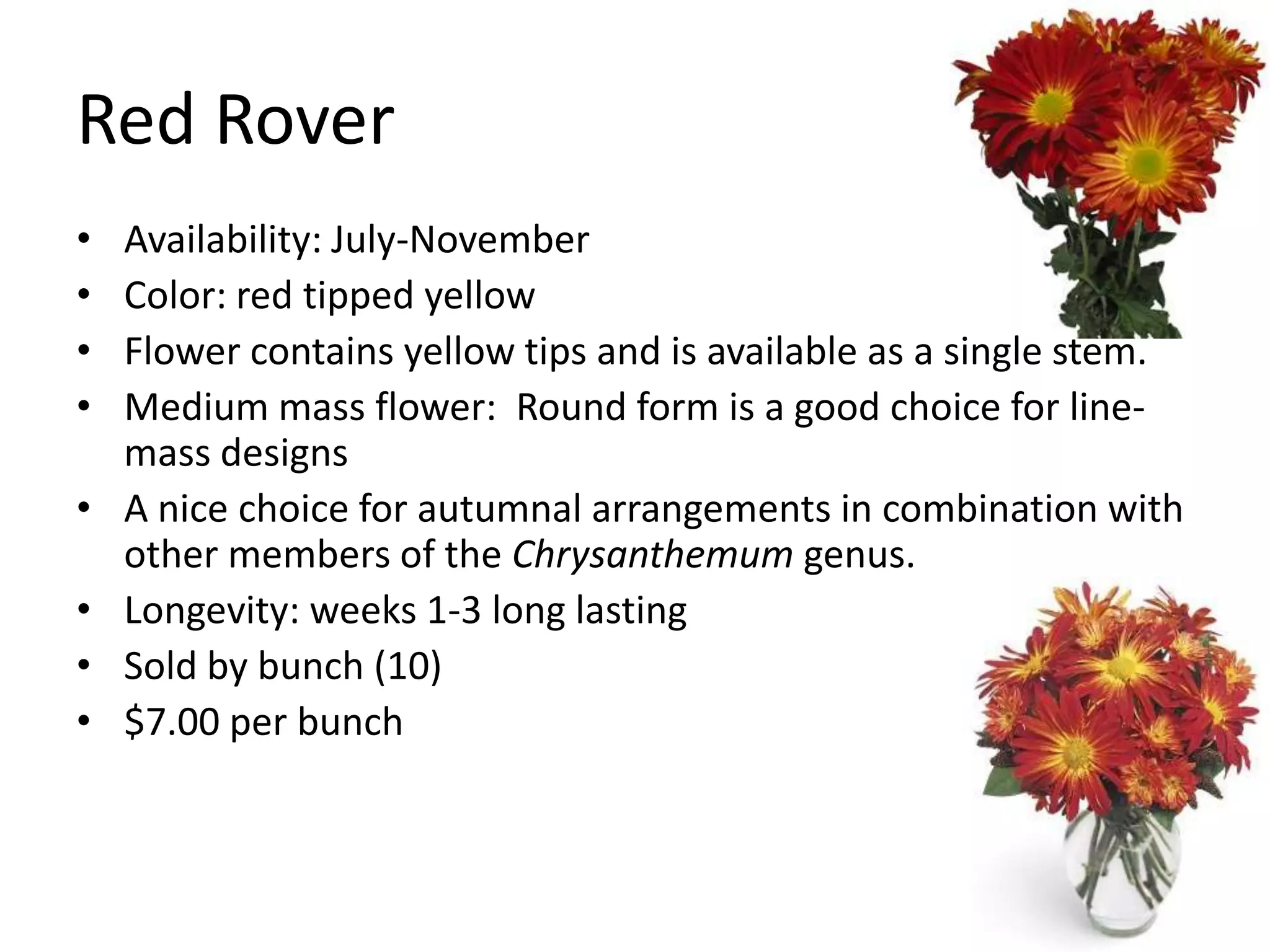 Red Rover
•   Availability: July-November
•   Color: red tipped yellow
•   Flower contains yellow tips and is available as a single stem.
•   Medium mass flower: Round form is a good choice for line-
    mass designs
•   A nice choice for autumnal arrangements in combination with
    other members of the Chrysanthemum genus.
•   Longevity: weeks 1-3 long lasting
•   Sold by bunch (10)
•   $7.00 per bunch
 