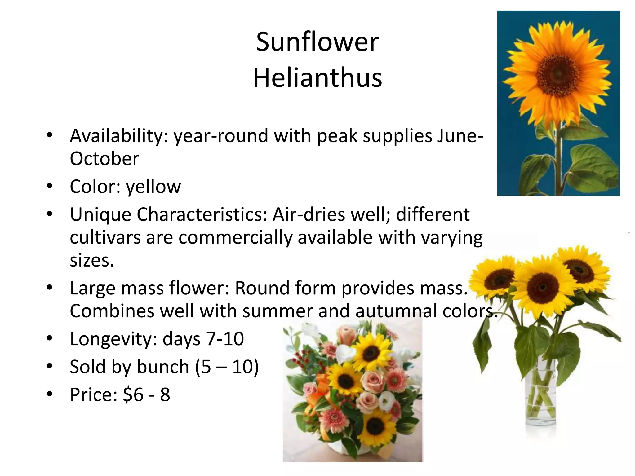 Sunflower
                       Helianthus
• Availability: year-round with peak supplies June-
  October
• Color: yellow
• Unique Characteristics: Air-dries well; different
  cultivars are commercially available with varying
  sizes.
• Large mass flower: Round form provides mass.
  Combines well with summer and autumnal colors.
• Longevity: days 7-10
• Sold by bunch (5 – 10)
• Price: $6 - 8
 