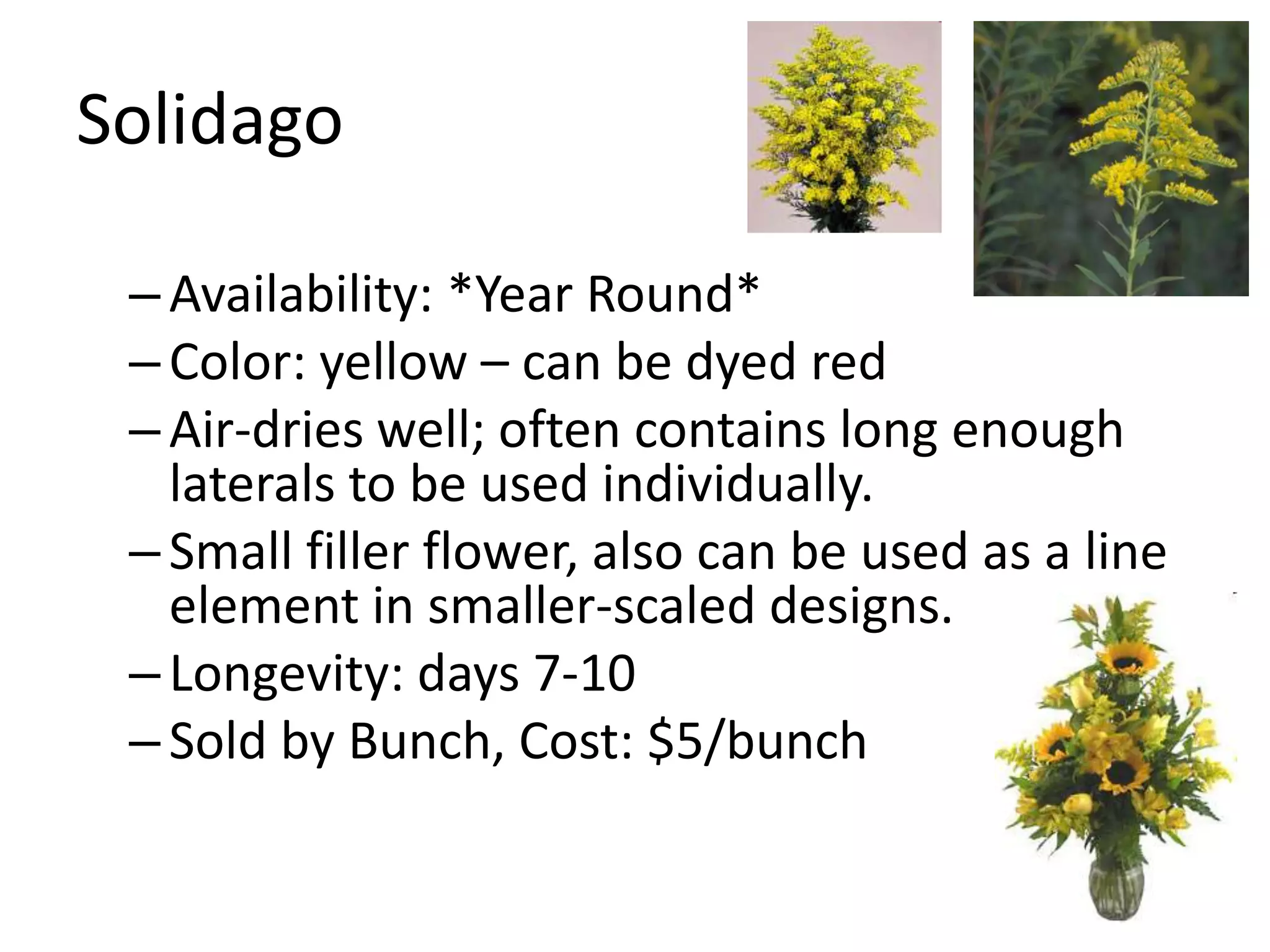Solidago

 – Availability: *Year Round*
 – Color: yellow – can be dyed red
 – Air-dries well; often contains long enough
   laterals to be used individually.
 – Small filler flower, also can be used as a line
   element in smaller-scaled designs.
 – Longevity: days 7-10
 – Sold by Bunch, Cost: $5/bunch
 