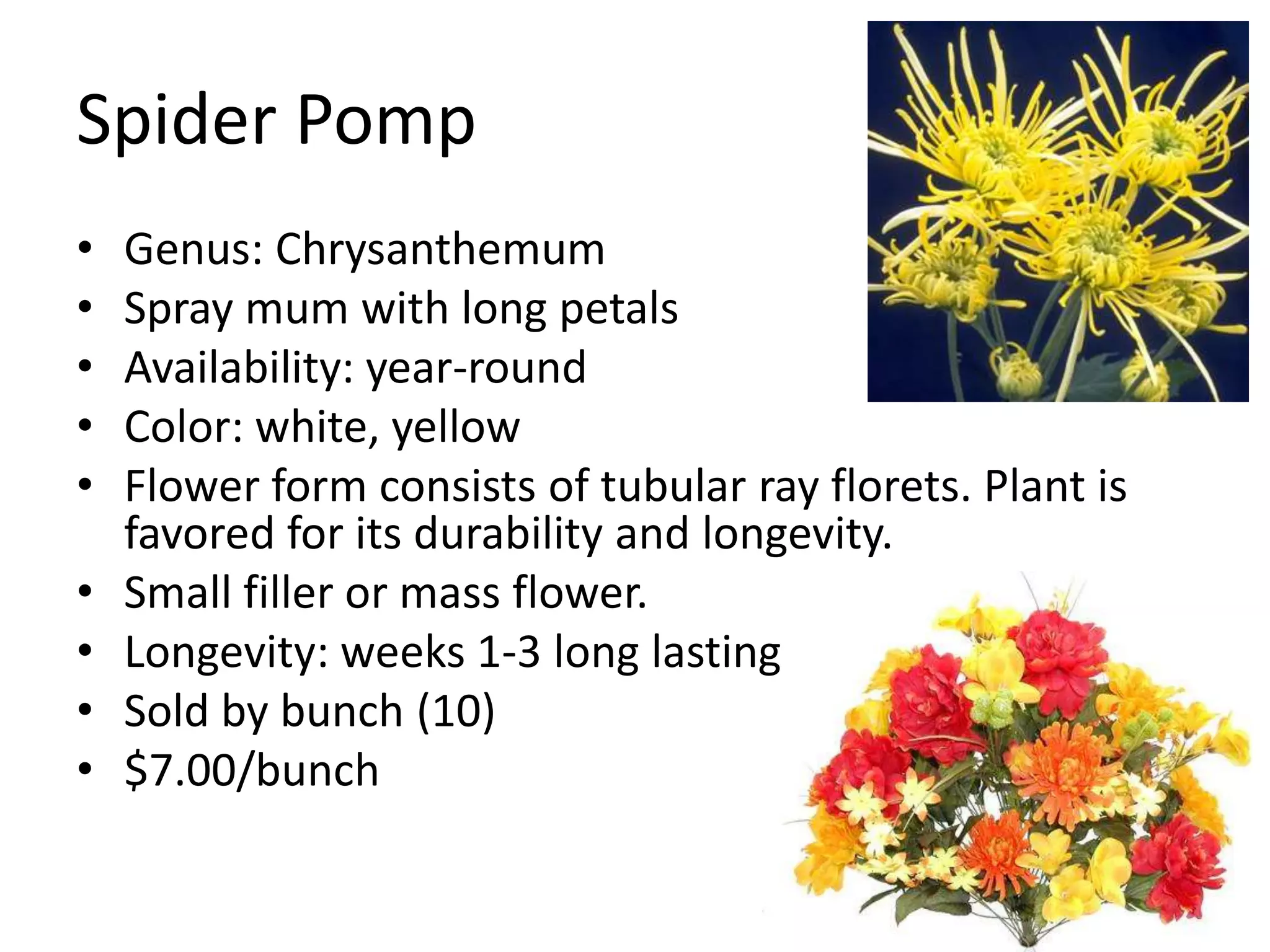 Spider Pomp
•   Genus: Chrysanthemum
•   Spray mum with long petals
•   Availability: year-round
•   Color: white, yellow
•   Flower form consists of tubular ray florets. Plant is
    favored for its durability and longevity.
•   Small filler or mass flower.
•   Longevity: weeks 1-3 long lasting
•   Sold by bunch (10)
•   $7.00/bunch
 