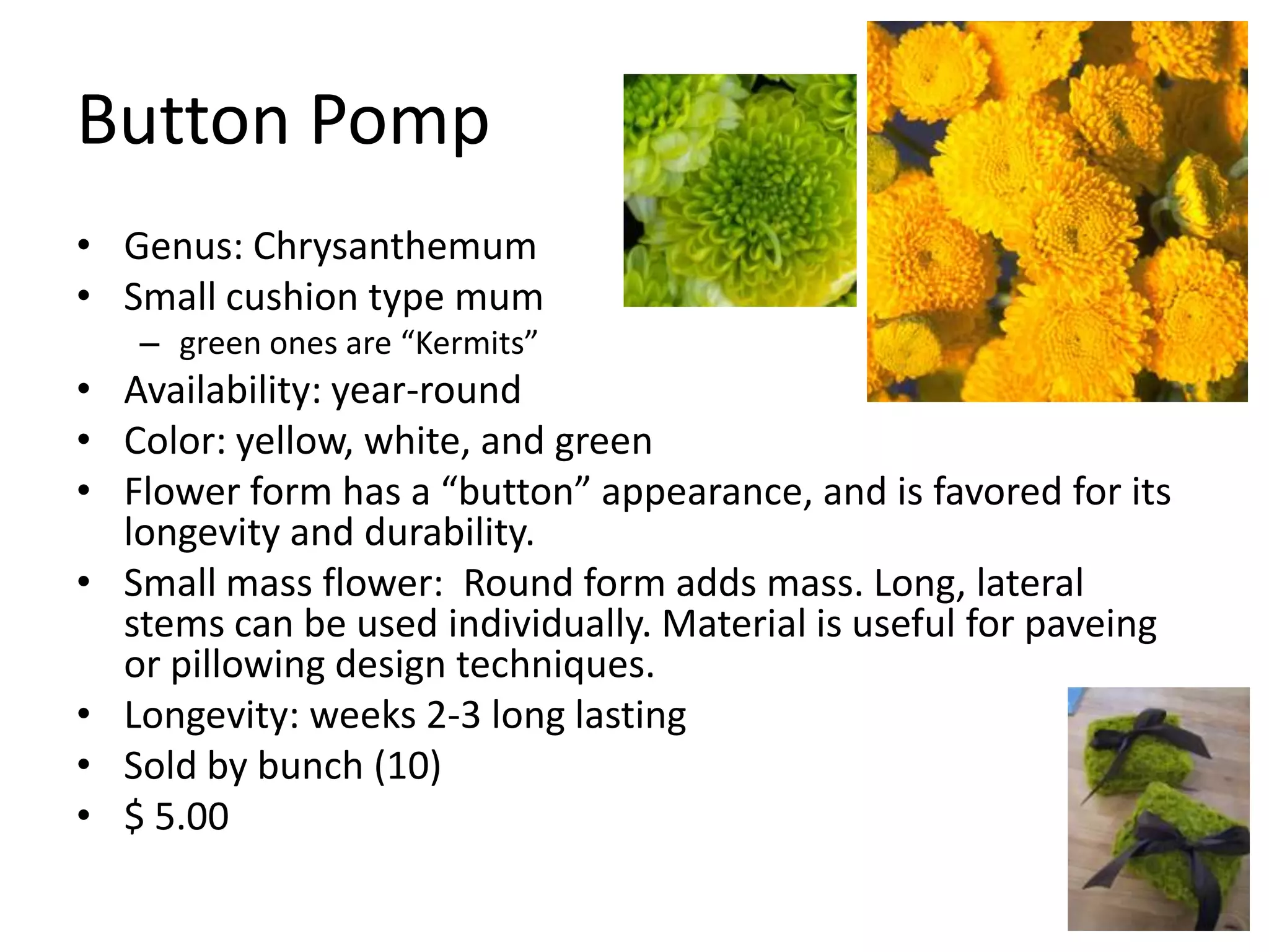Button Pomp
• Genus: Chrysanthemum
• Small cushion type mum
   – green ones are “Kermits”
• Availability: year-round
• Color: yellow, white, and green
• Flower form has a “button” appearance, and is favored for its
  longevity and durability.
• Small mass flower: Round form adds mass. Long, lateral
  stems can be used individually. Material is useful for paveing
  or pillowing design techniques.
• Longevity: weeks 2-3 long lasting
• Sold by bunch (10)
• $ 5.00
 