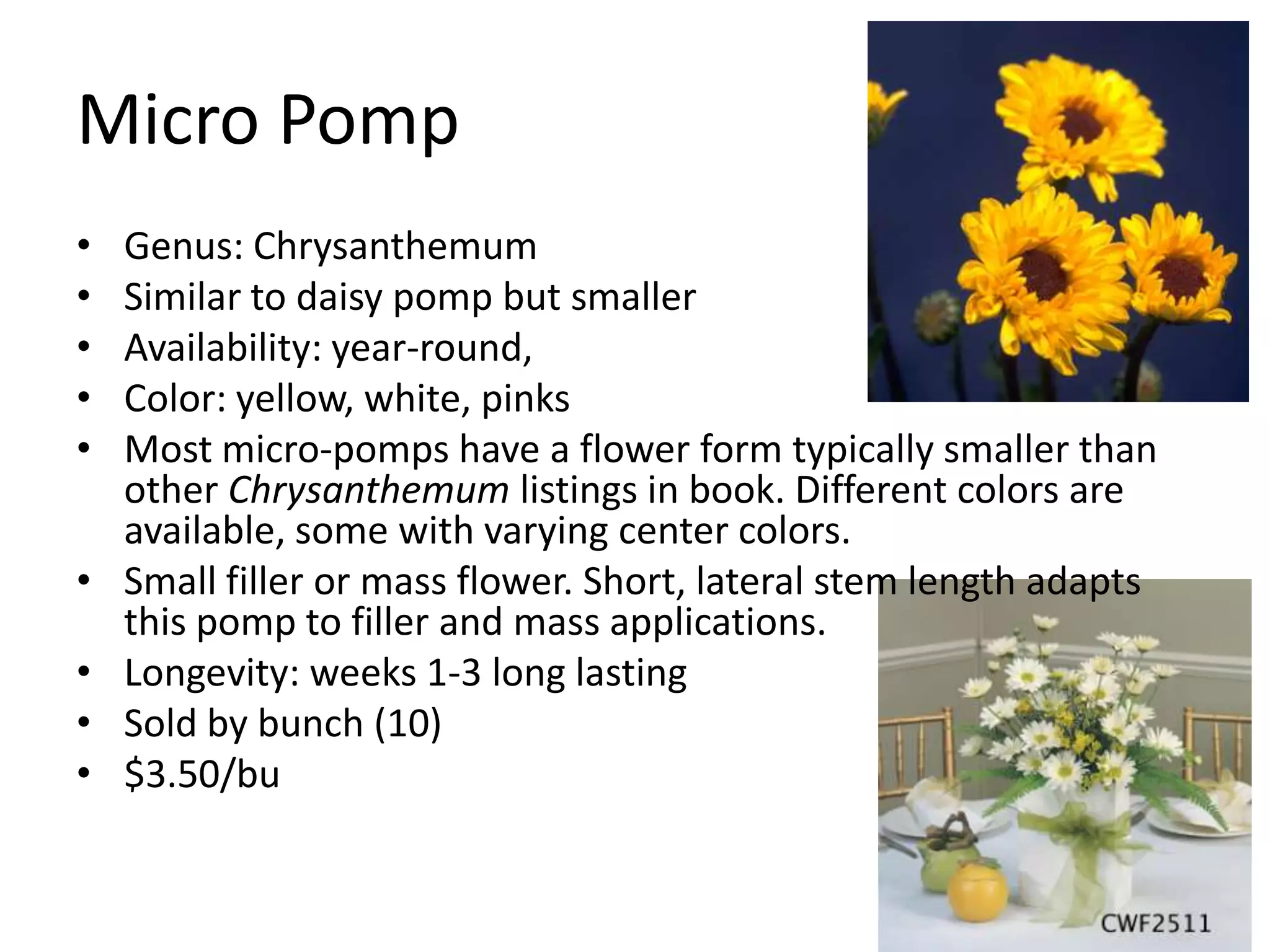 Micro Pomp
•   Genus: Chrysanthemum
•   Similar to daisy pomp but smaller
•   Availability: year-round,
•   Color: yellow, white, pinks
•   Most micro-pomps have a flower form typically smaller than
    other Chrysanthemum listings in book. Different colors are
    available, some with varying center colors.
•   Small filler or mass flower. Short, lateral stem length adapts
    this pomp to filler and mass applications.
•   Longevity: weeks 1-3 long lasting
•   Sold by bunch (10)
•   $3.50/bu
 