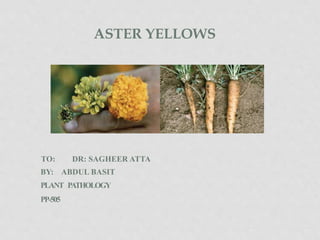 ASTER YELLOWS
TO: DR: SAGHEER ATTA
BY: ABDUL BASIT
PLANT PATHOLOGY
PP-505
 