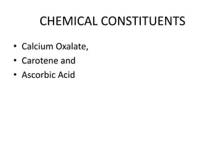 CHEMICAL CONSTITUENTS 
• Calcium Oxalate, 
• Carotene and 
• Ascorbic Acid 
 
